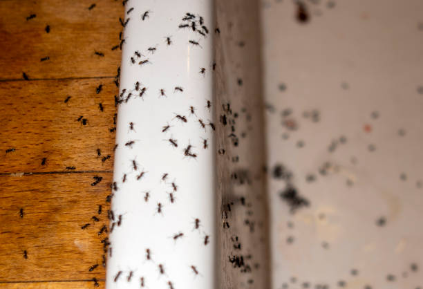 Best Spider Control Near Me  in San Saba, TX
