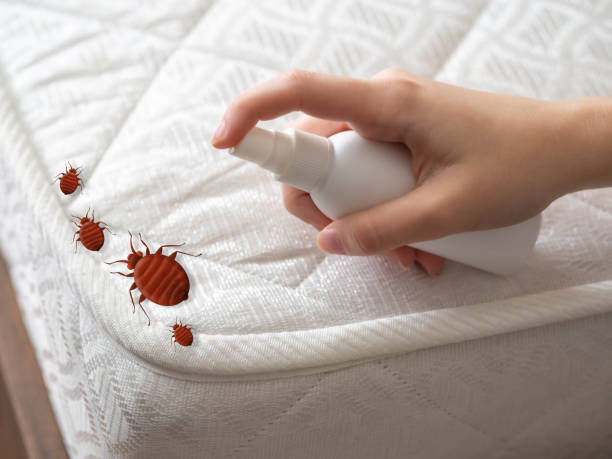 Best Pest Prevention Services  in San Saba, TX