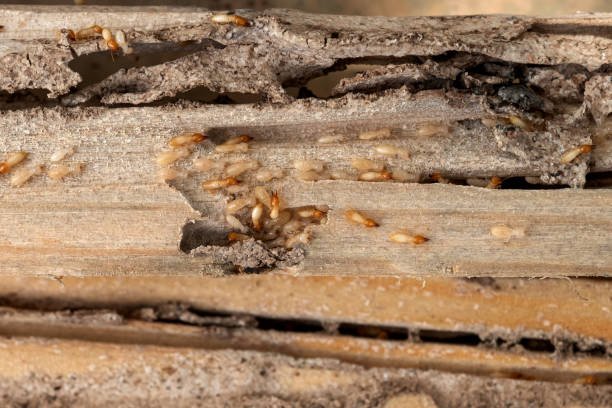 Best Affordable Pest Control Services  in San Saba, TX