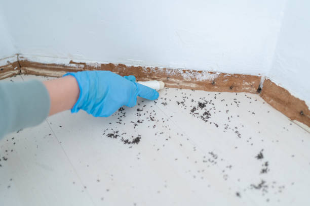 Best Emergency Pest Control  in San Saba, TX