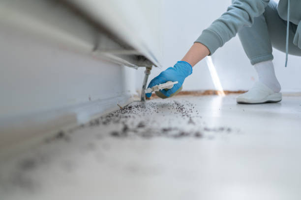 Best Insect Control  in San Saba, TX